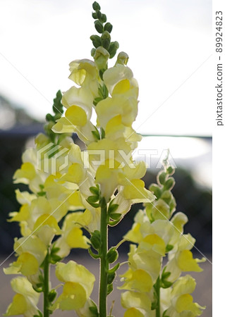 Cute snapdragon flowers shining in the morning sun 89924823
