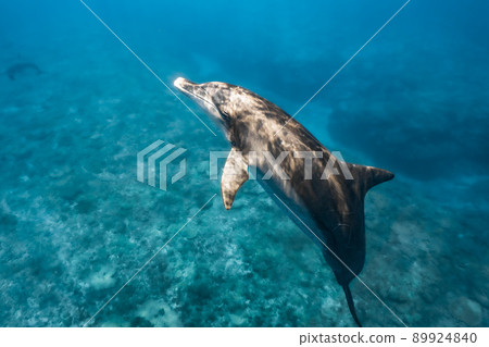 Wild dolphin underwater photography 89924840