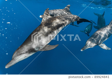 Underwater photography of a herd of wild dolphins 89924841