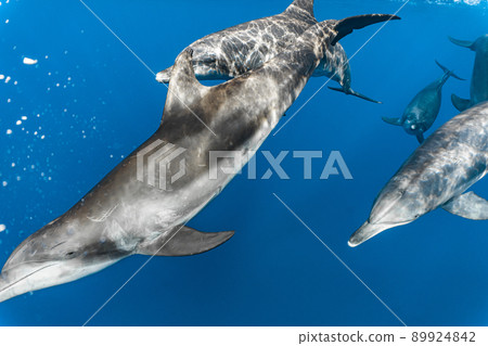 Underwater photography of a herd of southern bottlenose dolphins 89924842