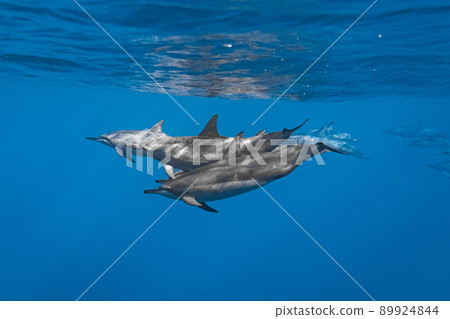 Spinner dolphin underwater photograph 89924844