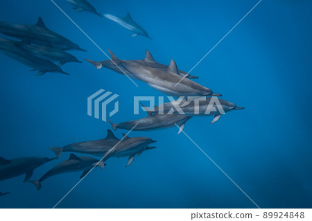 Underwater photography of a herd of wild dolphins Underwater photography of a herd of wild dolphins 89924848