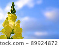 Blue sky and cute yellow snapdragon flowers 89924872