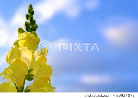 Blue sky and cute yellow snapdragon flowers Blue sky and cute yellow snapdragon flowers 89924872