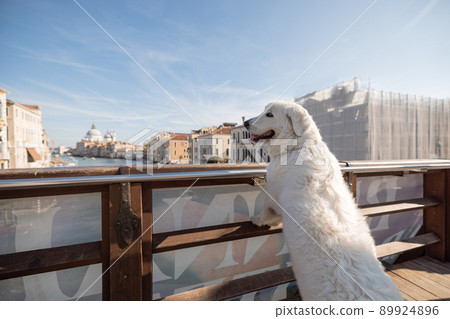 Dog traveling Venice in Italy 89924896