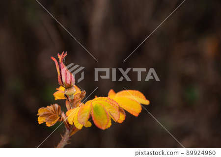 yellow wild rose or rosehip leaves with bud on blurred background yellow wild rose or rosehip leaves with bud on blurred background 89924960