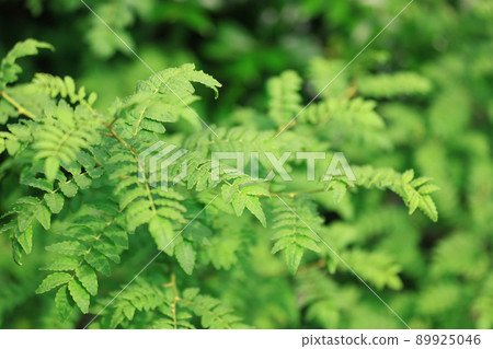 日本胡椒幼葉 89925046