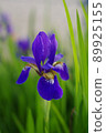 Beautiful iris flower 89925155