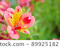 Colorful and exotic lily flowers 89925182
