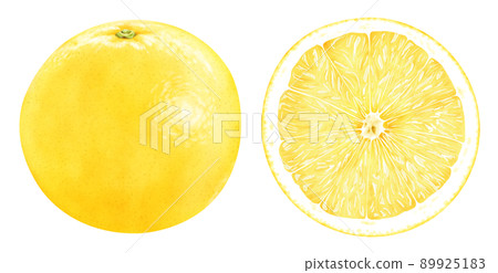 Watercolor illustration grapefruit 89925183