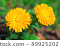 Colorful orange calendula 89925202