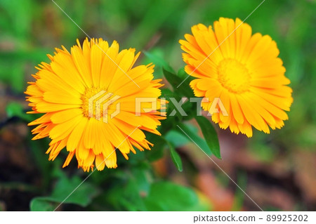 Colorful orange calendula Colorful orange calendula 89925202