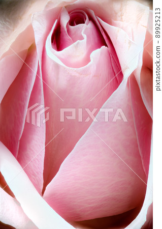 Closeup of a rose Closeup of a rose 89925213