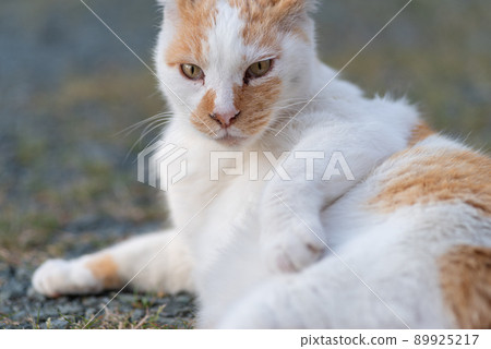 Relaxing cat brown-white cat Relaxing cat brown-white cat 89925217