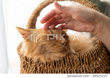 A tea tabby cat stroking a cat A tea tabby cat stroking a cat 89925223