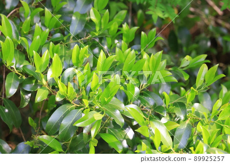 Young leaves of Sakaki Young leaves of Sakaki 89925257