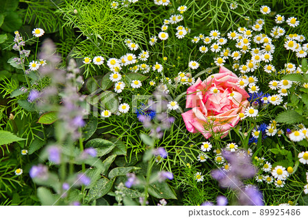 Rose Garden-Open Garden 89925486