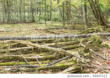 Fallen tree Chitose 89925522