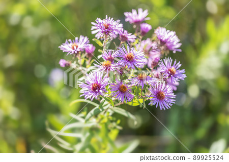 New England Shiraoi Town New England Shiraoi Town 89925524