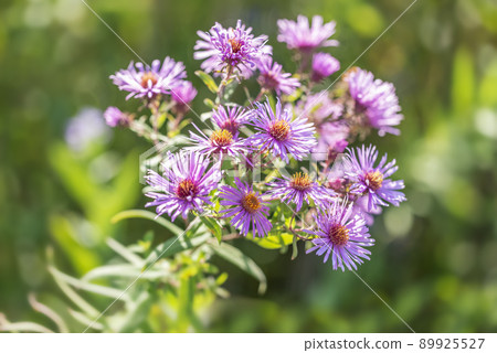 New England Shiraoi Town New England Shiraoi Town 89925527