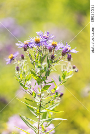 New England Shiraoi Town New England Shiraoi Town 89925552