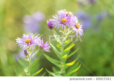 New England Shiraoi Town New England Shiraoi Town 89925561