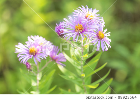 New England Shiraoi Town New England Shiraoi Town 89925564