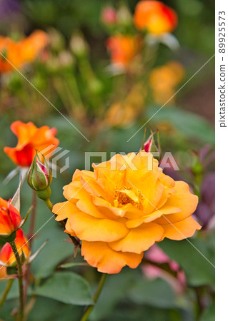 Rose Garden-Open Garden 89925573