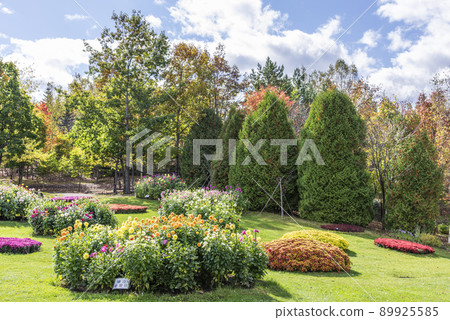 大麗花瀧野鈴蘭丘陵公園 札幌市 大麗花瀧野鈴蘭丘陵公園 札幌市 89925585