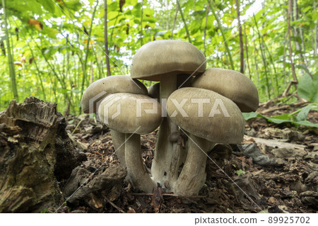 Hatake Shimeji Sapporo Hatake Shimeji Sapporo 89925702