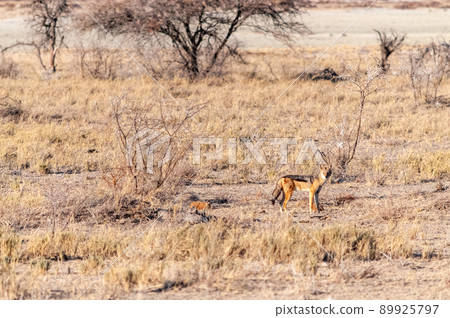 Jackal on the hunt in Etosha 89925797