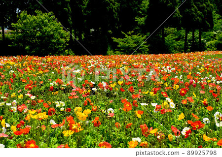 Poppy field in full bloom 89925798