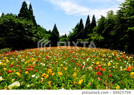 Vast poppy field Vast poppy field 89925799