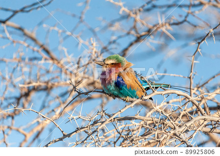 Lilac Breasted Roller sitting on a tree branch 89925806