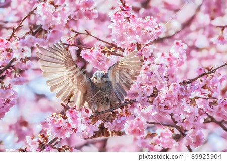 球莖和櫻桃 89925904