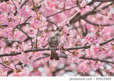 球莖和櫻桃 89925905