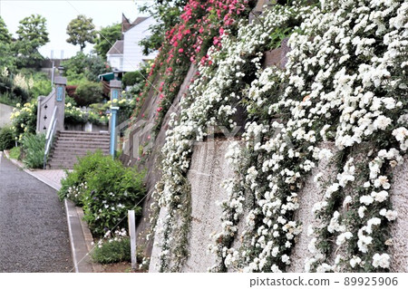 擁有美麗藤蔓玫瑰的“山手意大利花園” 89925906