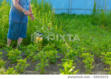 An elderly man in a hat sprays an insecticide on the tops of potatoes. An elderly man in a hat sprays an insecticide on the tops of potatoes. 89926019