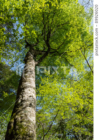 Dazzling fresh green Dazzling fresh green 89926020