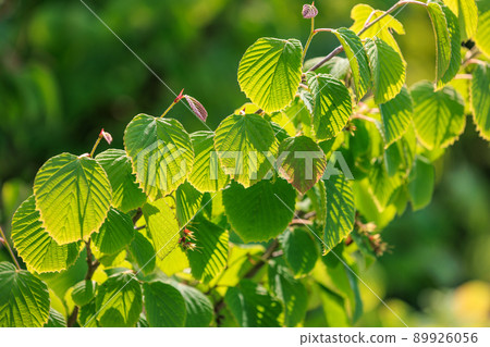 陽光透過綠葉 陽光透過綠葉 89926056