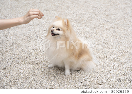 Hand holding a treat and a smiling Pomeranian 89926329