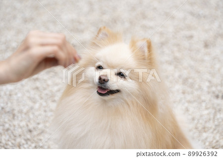 手拿著款待和微笑的博美犬 89926392