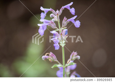 Catnip (scientific name: Nepeta cataria, English name: Catnip, Chinese character: catnip), herbs, 89926985