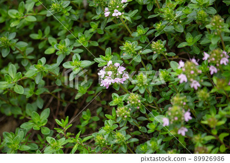 Flowering of Thymus quinquecostatus Scientific name: Thymus quinquecostatus Herb Early summer, Tokyo 89926986