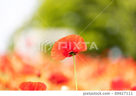花壇紅花和綠色、白色和粉紅色背景 89927111
