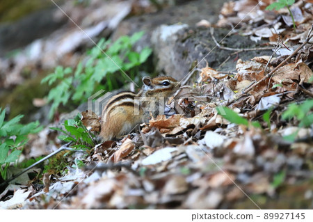 Chipmunk in early summer Ezo chipmunk Chipmunk in early summer Ezo chipmunk 89927145