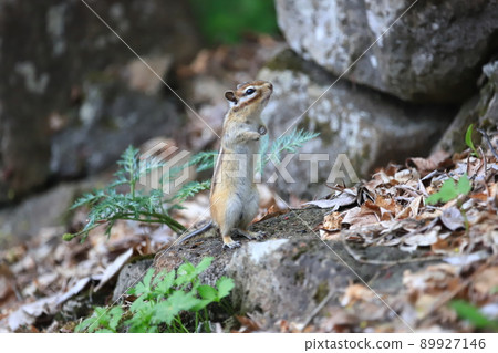 Chipmunk in early summer Ezo chipmunk Chipmunk in early summer Ezo chipmunk 89927146