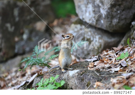 Chipmunk in early summer Ezo chipmunk 89927147