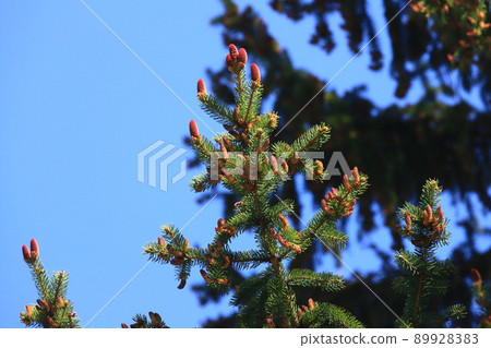 冷杉的花蕾 冷杉的花蕾 89928383