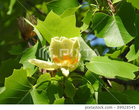 Lily of the valley flower Lily of the valley flower 89928545